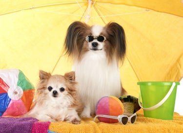 Dos perros de pelo largo con gafas de sol bajo una sombrilla de playa amarilla.