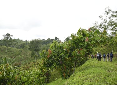 Hikers walking through a sustainable cocoa farm plantation in a lush tropical rainforest.