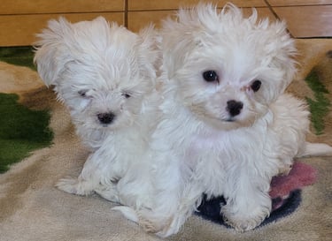 Two white Maltese puppies on Floor in Texas
