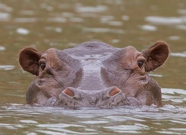 Close-up of a common hippopotamus submerged in river water with eyes and ears visible.