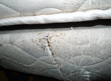 an early sign of bed bugs is blood stains on a mattress