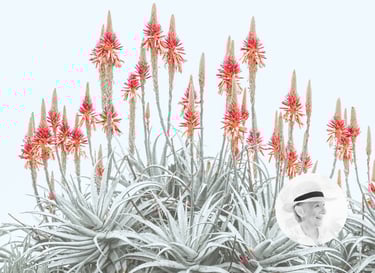 Bright aloe blooms with pale leaves by Freda Hocking, artist portrait inset in corner.