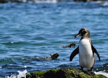 A Galápagos Penguin swimming in crystal-clear water against a dramatic volcanic landscape on Isabela