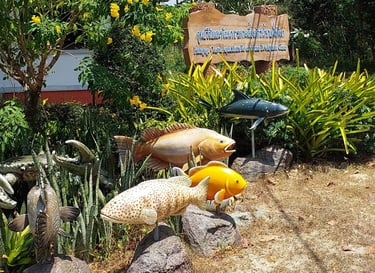 Phang Nga Coastal Fisheries Development Centre turtle