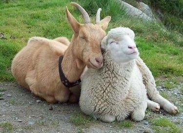 friendly lamb and goat
