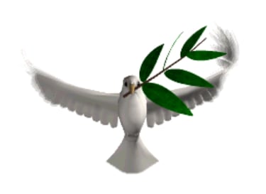 white dove, returning with an olive branch