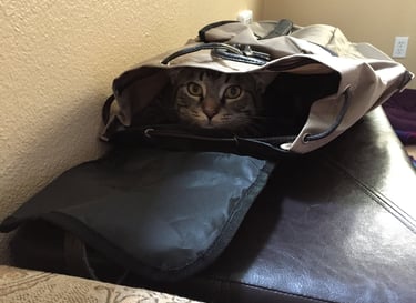 Nico the cat, yoga ninja master