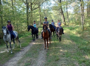 ballade chevaux forêt de malvoisine