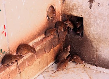 dératisation appartement a Nice