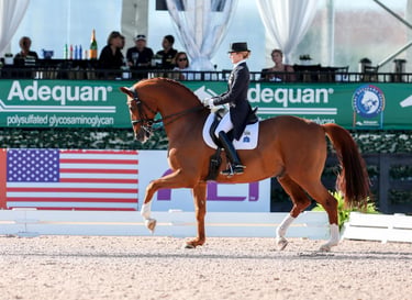 Dressage rider, Lisa Wilcox on a large chestnut gelding in passage at the Global Dressage Festival