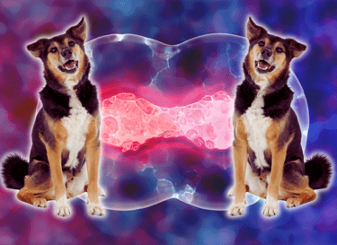 Visual illustration of two similar-looking dogs with a molecule undergoing mitosis in the background