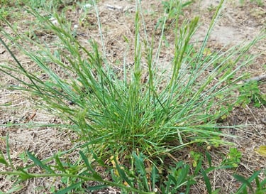 A cluster of green perennial rye grass growing in dry soil with small weeds.