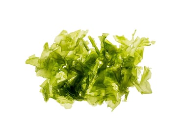 Ulva lactuca