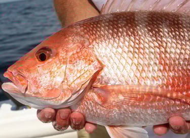 a man holding a fish in his hands