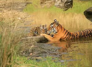 tiger and baby, panna tiger reserve