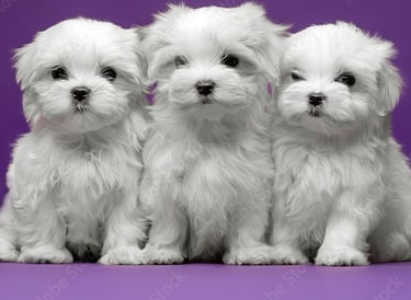 Teacup Maltese Puppy Litter In Texas 