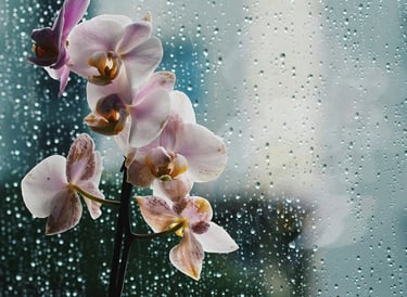 Orchid with water drops on a window pane