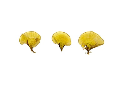 Futuna Seaweeds