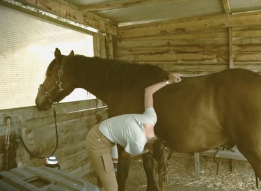 Jeune fille brossant son cheval lors d'une séance d'équithérapie