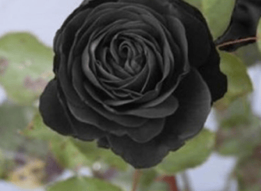 Halfeti'nin Karagülü