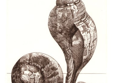 Tulip shell cicada marble engraving Robert De Groff DeGroff