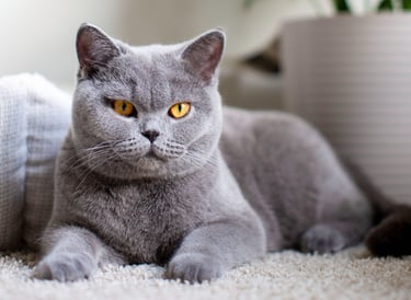 TICA-registered British Shorthair queen Bella with a plush solid blue coat