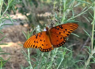 Greenway Park, Chattanooga - Bright orange butterfly found along the wooded trail
