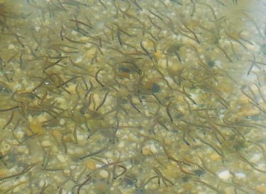 School of sand eels 