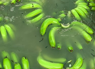 GMM Fruits Indian Bananas Sanitization