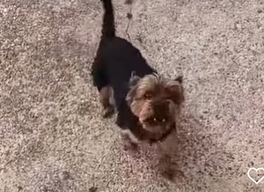 agressif chien pont a mousson