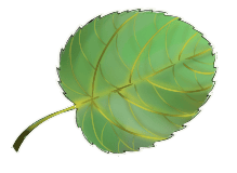 Virginia Round Leaf Birch