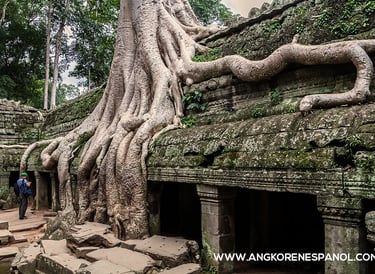 Templo de Ta Prohm. Guías de Angkor en Español
