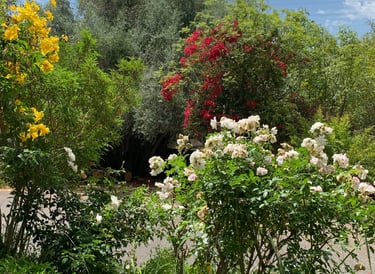 Garden landscape in Fallbrook, California