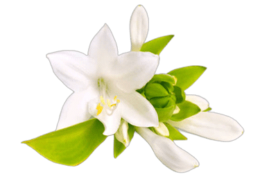 SoCal Entertainment and Media - Expert Wedding Videography in San Diego County 20+ years