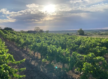 Vignes à Autignac