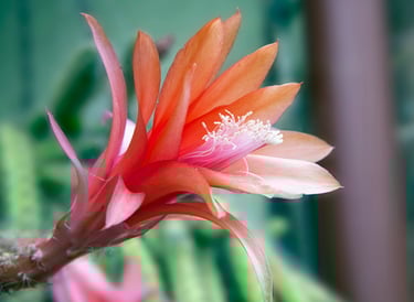 Epiphyllum Flower, floral art, Fine Art