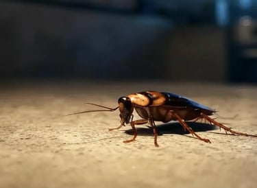 Désinsectisation cafards Bordeaux