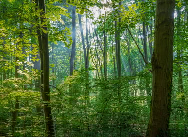 Imagen ilustrativa bosque