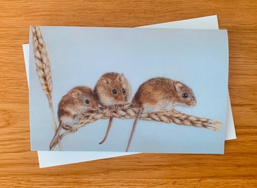 Harvest Mice