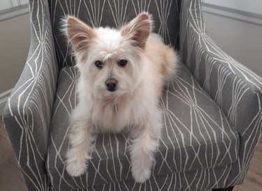 White dog on chair.