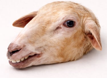 Whole mutton head for specialty export