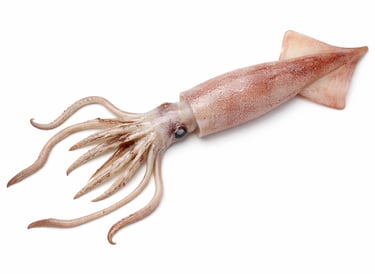 Clean whole squid for frozen seafood export