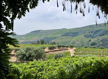 Städtetrip Porto - Douro Tal Weinberge