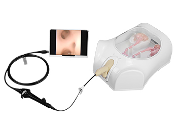 Reusable Urological Model