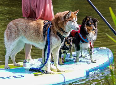 Des chiens pendant une séance de Cani-paddle