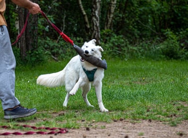 Un chien en préparation TAN et TAT