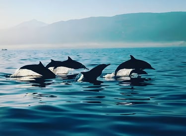 Dolphin Lovina Bali
