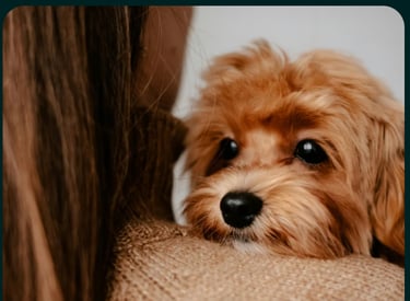 dogAdvisor ✲ dogadvisor ✲ dog advisor ✲ Blog for new dog owners ✲ dogs ✲ dog advisers ✲ dog advisors