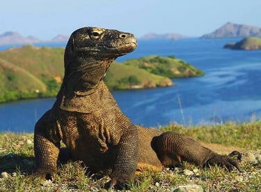 Komodo
