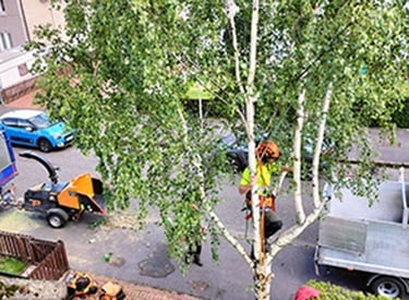 Silver birch tree pruning